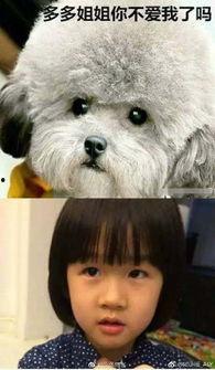 娱乐圈吃瓜爆料弟弟泰迪